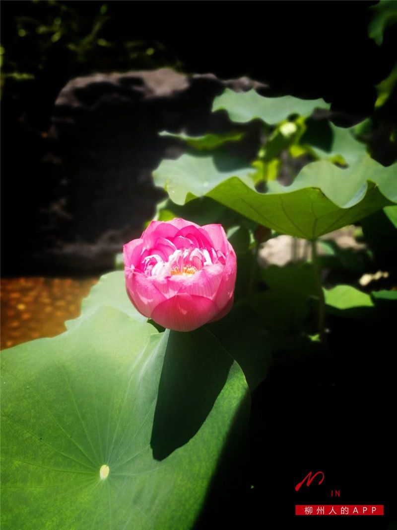 1531699828107751.jpg middle_0802b60e12e8d538ee703ebfb1f2c59d.jpg