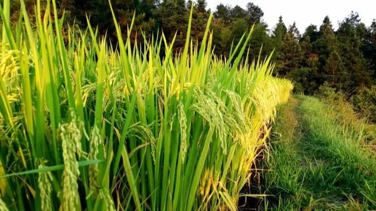 1566480181398000.jpg 微信圖片_20190822211411.jpg