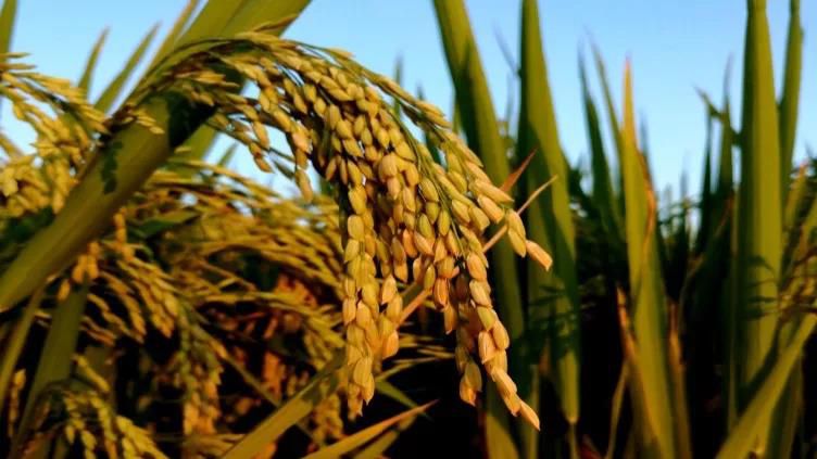 1566480187113793.jpg 微信圖片_20190822211418.jpg