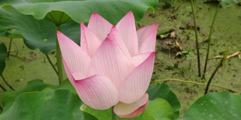 1593570610190458.jpg image007.jpg