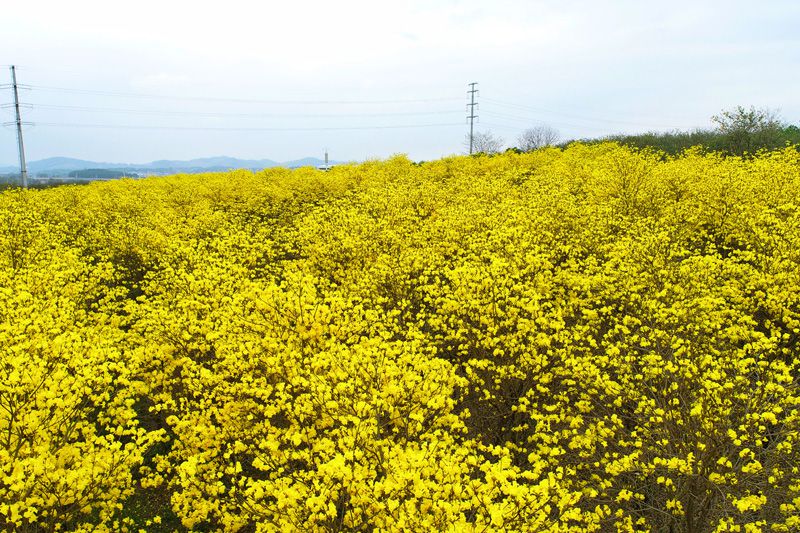 1650526916139758.jpg 圖一.jpg