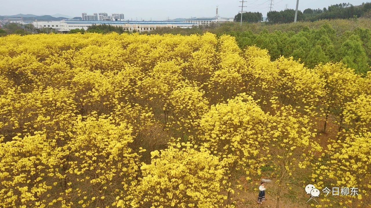 1679293692264473.jpg 1679293692264473.jpg