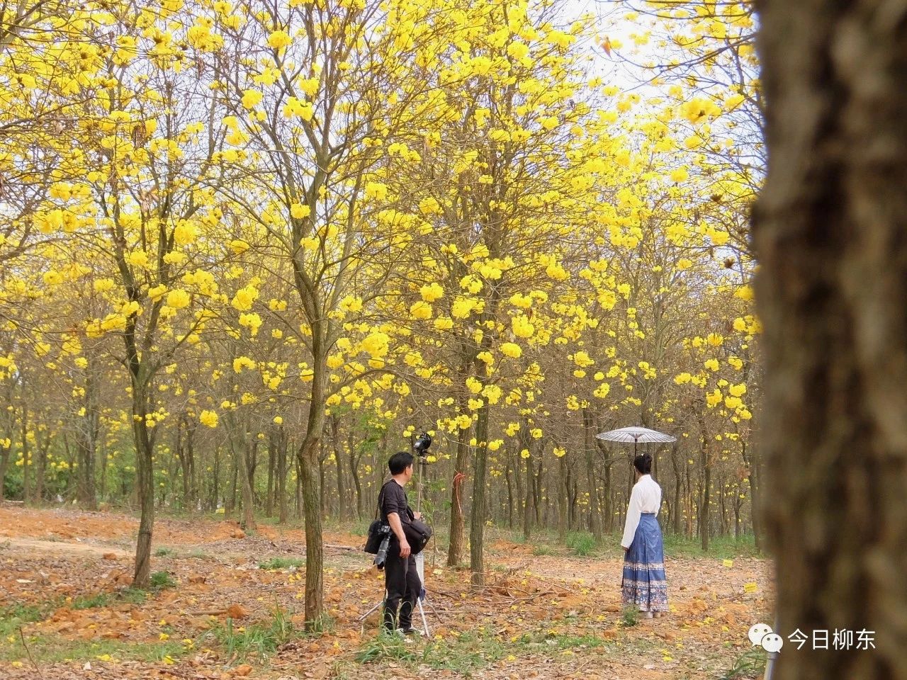 1679293708898804.jpg 1679293708898804.jpg