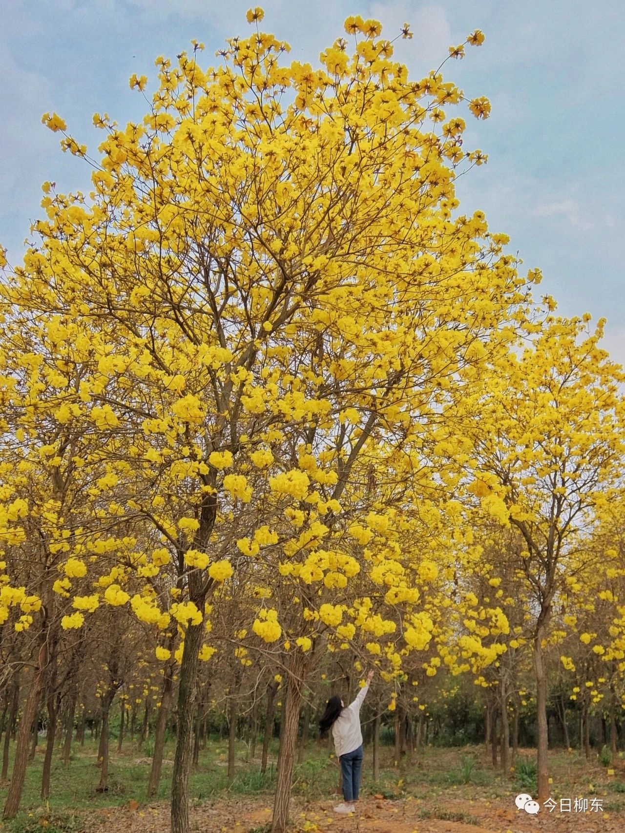 1679293713108913.jpg 1679293713108913.jpg