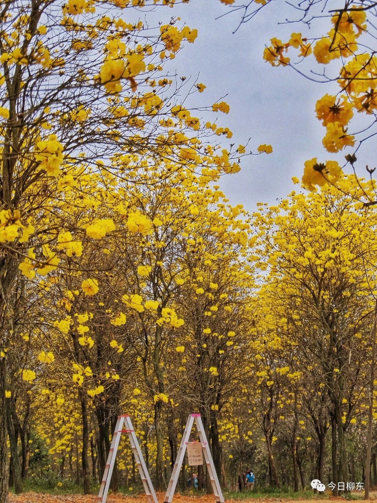 1679293721343866.jpg 1679293721343866.jpg